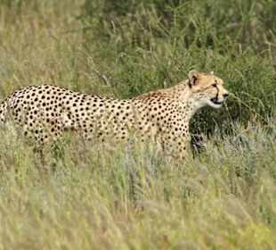 Gepard pirrscht sich an Oryx Antilopen, Polentswan