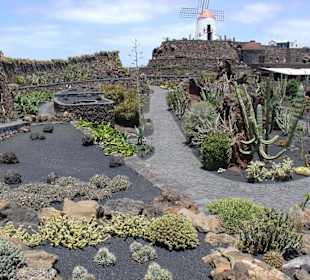 Jardin de Cactus