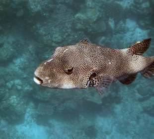 Großer Kofferfisch am Hausriff Embudu