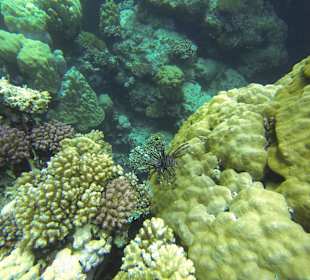 Korallen und Feuerfisch 
