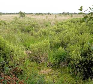 Hochmoor-Impressionen vom Moorerlebnispfad