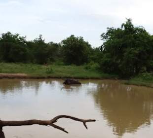 Elefantenreiten Sigiriya