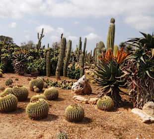 Botanicactus