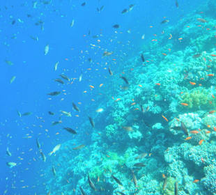 Fischreiches Hausriff