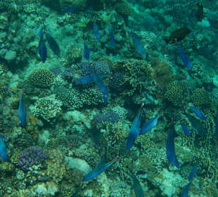 Schnorcheln Marsa Alam