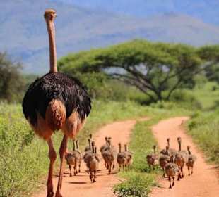 Strauss im tsavo ost