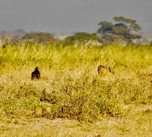 Steppenadler & Schakal