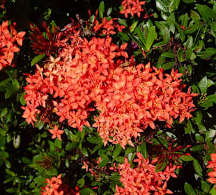 Rundgang durch den Botanischen Garten der Domaine