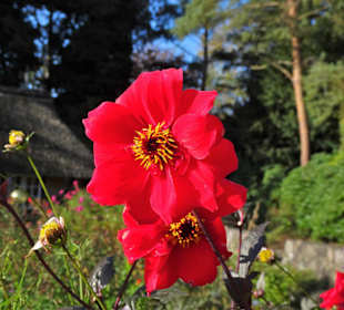 Rundgang durch den Botanischen Garten Hamburg