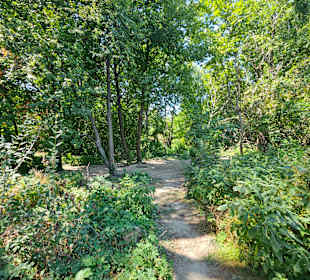 Ein Weg zum Ufer der neuen Donau