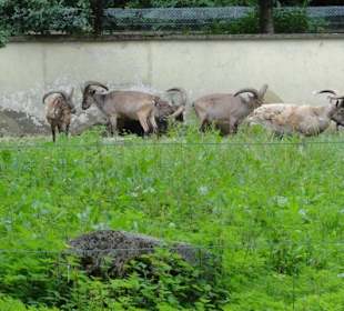 Zoologischer Garten 2016