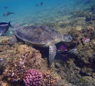 Turtle on coral
