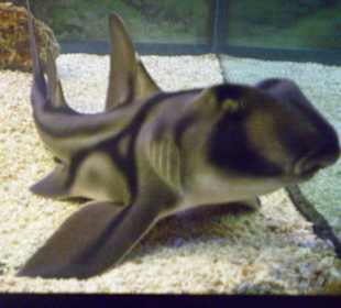 Shark Expo