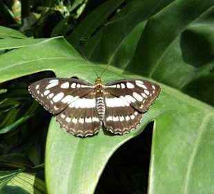 Ein Schmetterling