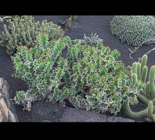 Kakteen so weit man sehen kann