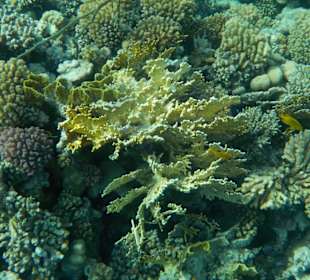 Schnorcheln Makadi Bay