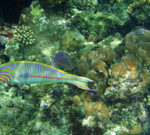 Underwater