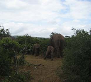 Leider gehen sie jetzt weg