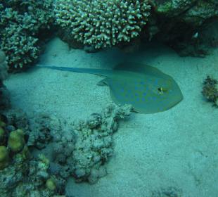 Schnorcheln Makadi Bay