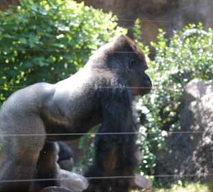 Gorilla im Park