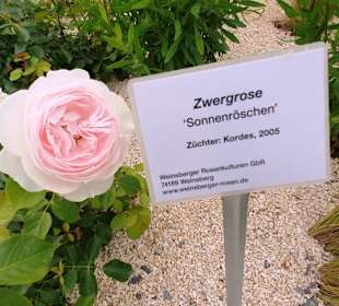 Beschreibung der Rosen