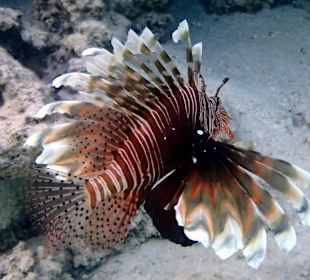 Крылатка - Hotel Tropitel Sahl Hasheesh