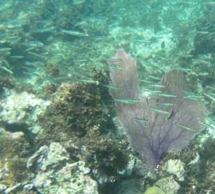 Fischschwarm beim Schnorcheln