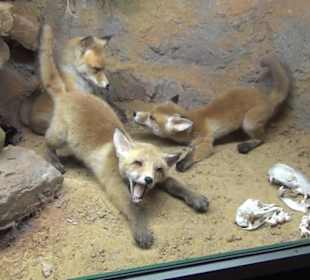 Jagdtier + Vogelkunde