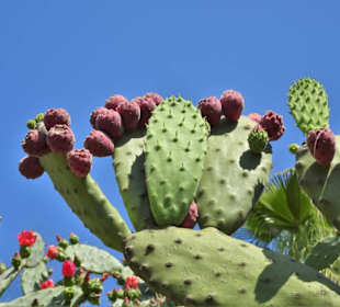 Impressionen aus dem Botanischen Garten Cagliari