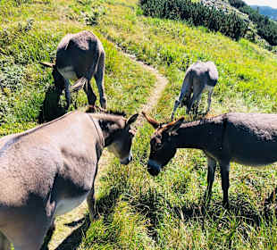 Wandern Hermagor - Pressegger See