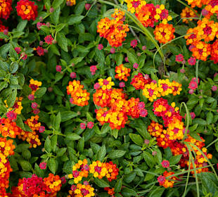 Inselrundfahrt Sardinien