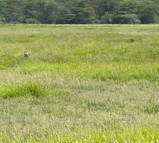 Im Dezember ist es sehr grün 
