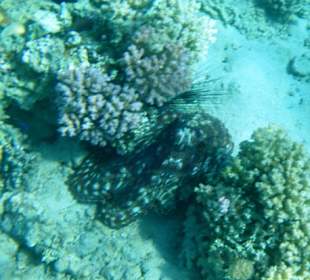 Octopuss zwischen den Korallen