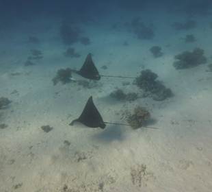 Rochenbesuch während der Delfintour - einmalig!