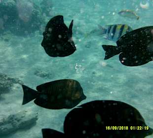 Schnorcheln Marsa Alam