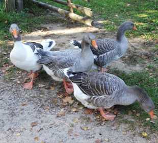 Gänse im Bauerngarten des Freilichtmuseums