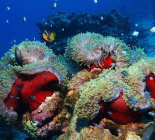 Unsere Unterwasserwelt