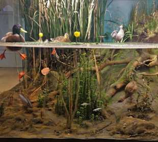 Abteilung "Feld und Flur" im Naturkundemuseum