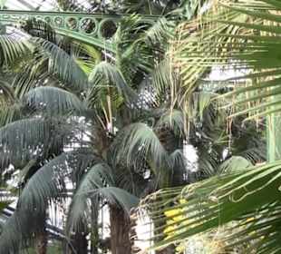 Palmenhaus