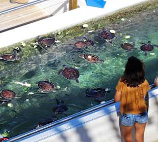 Fütterung der Tiere