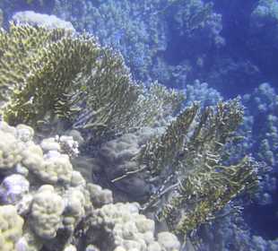 Tauchgebiet Poseidon Garden