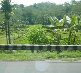 Unterwegs die Reisfelder