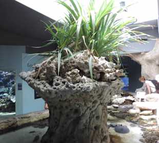 Im Aquarium unterwegs