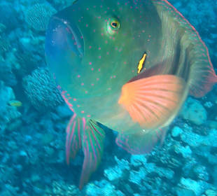 Schnorcheln Makadi Bay