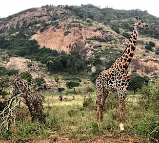 Julius Tact / JT Safaris