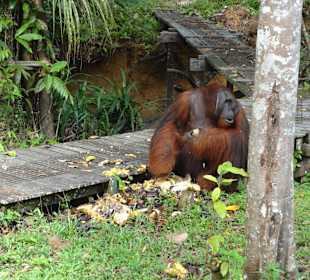 Semenggoh Orang Utan Rehabilitations Center