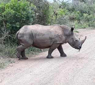 White Rhino crossing