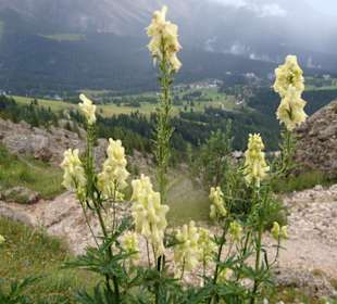 Blick vom Rosengarten