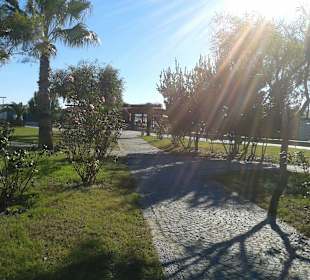 Grün auch im Winter