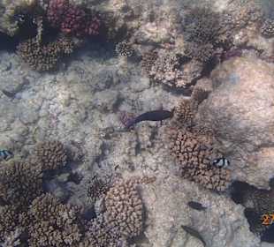 Korallen Riff mit Fisch